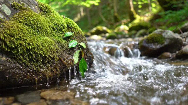 Mossy log beside a babbling forest stream, sunlit greens, stones and tiny plants in dappled light..