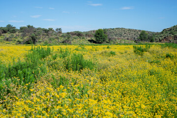 Fototapeta premium Fleurs sauvages dans une zone humide en Namibie