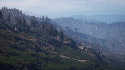 Fototapeta premium Rolling hills stretch across the horizon, showcasing the aftermath of a forest fire. New green foliage peeks through as nature begins its journey of regeneration under a bright sky.