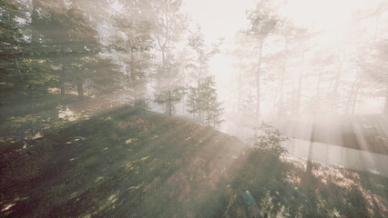 Obraz premium Soft rays of sunlight filter through a dense forest, casting a magical glow on the lush greenery. The early morning fog adds a mystical quality to the peaceful scenery.