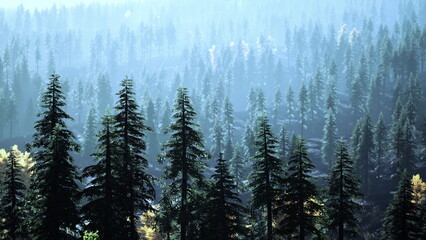 Fototapeta premium Tall evergreen trees stand majestically as mist weaves through the forest in the soft light of dawn. The peaceful scene invites calm and reflection in natures embrace.