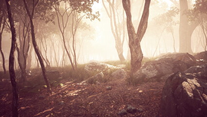 Sunlight filters through trees in a tranquil forest, revealing lush greenery and rugged rocks. A...
