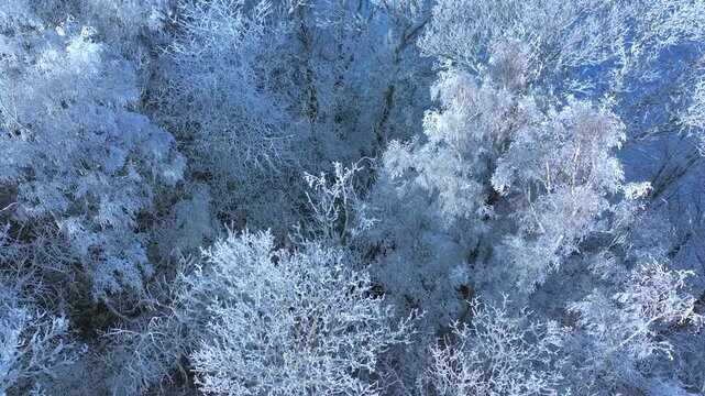 Drone aerial view of a winter countryside landscape with frost-covered trees, snowy agricultural fields, and a city visible in the distance. Cold seasonal atmosphere, clear daylight, natural rural sce
