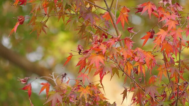 Japanese Maple Leaves Changing Colors in Early Autumn &ndash; Subtle Transition of the Seasons