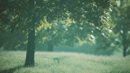 Soft sunlight filters through lush green trees in a serene grove. The gentle morning breeze stirs...