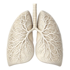 detailed 3d rendering of human lungs showcasing