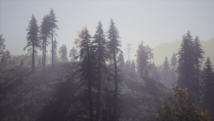 Dense mist envelops a tranquil forest at dawn. Tall evergreen trees rise above a gentle hillside,...