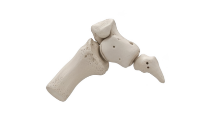 Close up of a human foot bone joint with porous texture isolated on a transparent background anatomy