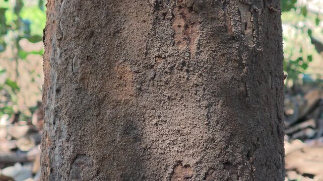 The termite nest is in the tree.
