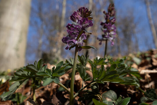 Lila bl&uuml;hender Hohler Lerchensporn (Corydalis cava) zwischen trockenem braunen Herbstlaub