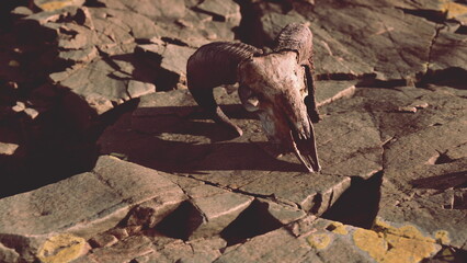 A weathered animal skull rests on cracked, rocky terrain under the warm glow of sunlight.