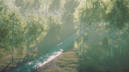 Soft sunlight shines through tall trees in a peaceful forest scene. A gentle stream winds its way...
