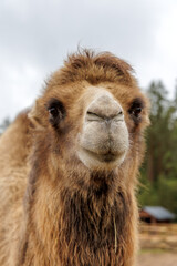 Close Up Portrait of a Bactrian Camel