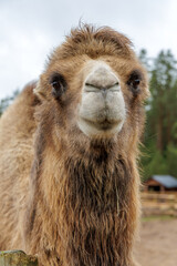 Front View Portrait of a Furry Bactrian Camel