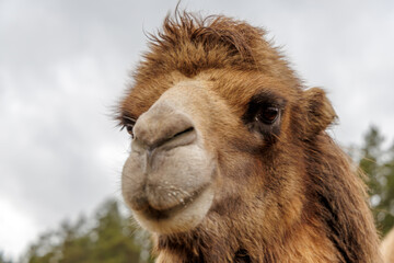 Fototapeta premium Detailed Portrait of a Furry Bactrian Camel