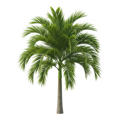 Fototapeta premium Green Palm Tree Isolated Black Background