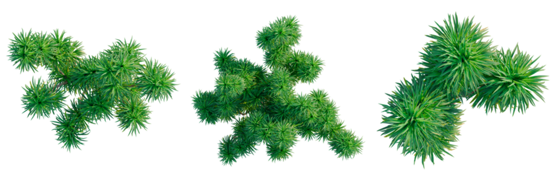 Cordyline australis tree plan, top view, cutout, transparent background, isolate, architecture visualization, Evergreen branches collection for winter holiday designs and natural themes - Powered by Adobe