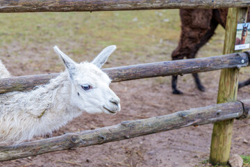 White Llama Portrait Behind Wooden Fence