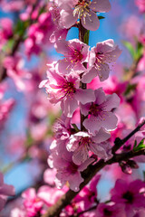 Obraz premium Closeup trees blooming in the spring season (pink flowers)