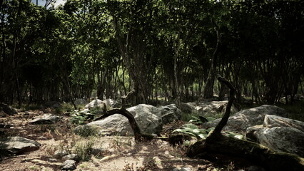In a peaceful forest, tall trees stand proudly, while lush plants and large rocks cover the ground. Sunlight filters through the leaves, creating a calming atmosphere for exploration.