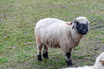 Obraz premium Valais Blacknose Sheep Grazing on Green Pasture