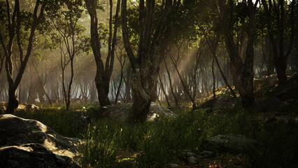 Fototapeta premium Soft sunlight streams through the lush foliage of a tranquil forest. Tall trees create a peaceful atmosphere as gentle rays illuminate patches of grass and rocks, inviting a sense of calm.