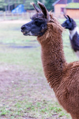 Portrait of a Brown Llama on a Farm