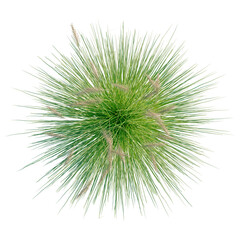 Obraz premium Cortaderia richardii tree plan, top view, cutout, transparent background, isolate, architecture visualization, Vibrant Green Grass Tufts with Seed Heads - Natural Vegetation Display