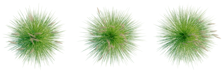Cortaderia richardii tree plan, top view, cutout, transparent background, isolate, architecture visualization, Three vibrant grass tufts, realistic rendering for natural scene designs