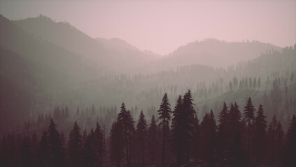 Naklejka premium Soft hues of dawn light up the misty mountains and dense pine trees, creating a tranquil atmosphere. Natures beauty is captured as the forest awakens in gentle silence.