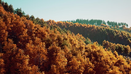 Rolling hills are blanketed in vibrant orange foliage as autumn approaches. Bright leaves contrast...