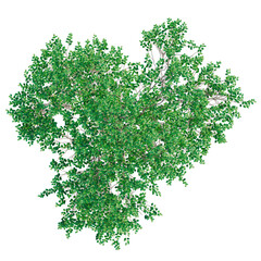Fototapeta premium Oleria paniculata tree plan, top view, cutout, transparent background, isolate, architecture visualization, Lush Green Tree Canopy - Aerial View for Landscape Design & Environmental Scenarios