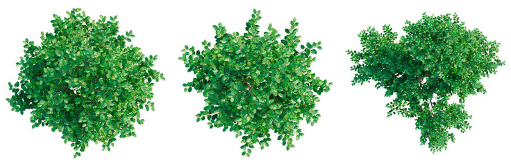 Oleria paniculata tree plan, top view, cutout, transparent background, isolate, architecture visualization, Lush Green Tree Canopies - A Collection of Natural Foliage for Design Projects