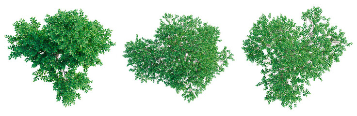 Obraz premium Oleria paniculata tree plan, top view, cutout, transparent background, isolate, architecture visualization, Lush Green Tree Canopies - A Trio of Natural Elements for Design Projects