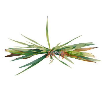 Phormium tenax tree plan, top view, cutout, transparent background, isolate, architecture visualization, Dramatic Palm Fronds Arrangement with Detailed Center, Perfect for Design Elements