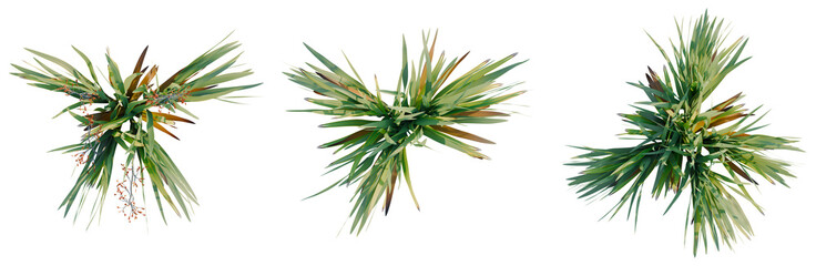 Phormium tenax tree plan, top view, cutout, transparent background, isolate, architecture visualization, Tropical Palm Leaves and Floral Arrangement for Design Elements, PNG Cutout