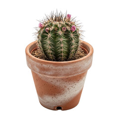 Blooming Cactus Plant In Terracotta Pot Isolated