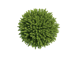 Top view of a dense green coniferous shrub with many small needles isolated on a transparent background