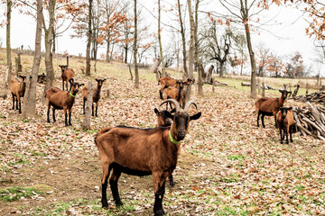 Herd of alpine goats grazing in woodland pasture during autumn winter season, rustic farming and sustainable agriculture concept