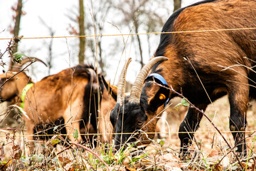 Close-up portrait of Alpine goat with horns on rustic mountain farm during autumn winter season