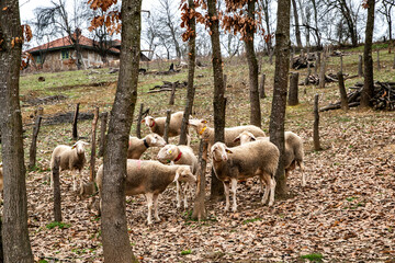 Flock of Lacaune sheep grazing in wooded mountain pasture during late autumn, showcasing traditional rural livestock farming
