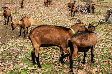 Herd of alpine goats grazing in woodland pasture during autumn winter season, rustic farming and sustainable agriculture concept
