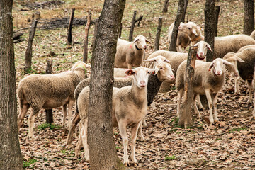 Flock of Lacaune sheep grazing in wooded mountain pasture during late autumn, showcasing traditional rural livestock farming