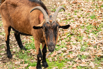 Close-up portrait of Alpine goat with horns on rustic mountain farm during autumn winter season