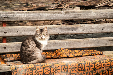 Fluffy domestic cat sitting on a rustic wooden bench against traditional village house wall in a quiet rural setting.