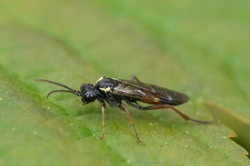 Fototapeta premium Closeup on a Common colorful European sawfly, Aglaostigma aucupariae on a green leaf in the garden