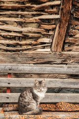 Fluffy domestic cat sitting on a rustic wooden bench against traditional village house wall in a quiet rural setting.
