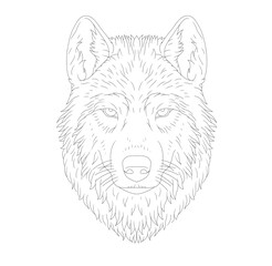 wolf head vector illustration