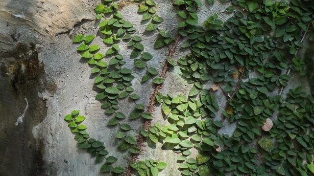 Ivy Growing on a Wall