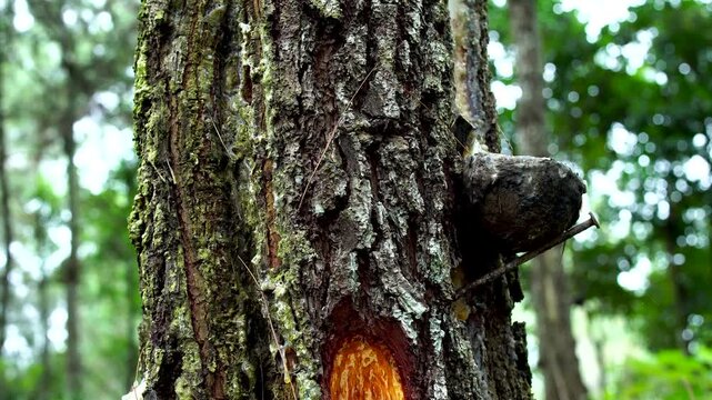 Close up detail of rough pine tree bark texture featuring a traditional coconut shell cup used for collecting resin sap. Forestry harvest industry concept with strong depth of field bokeh background.